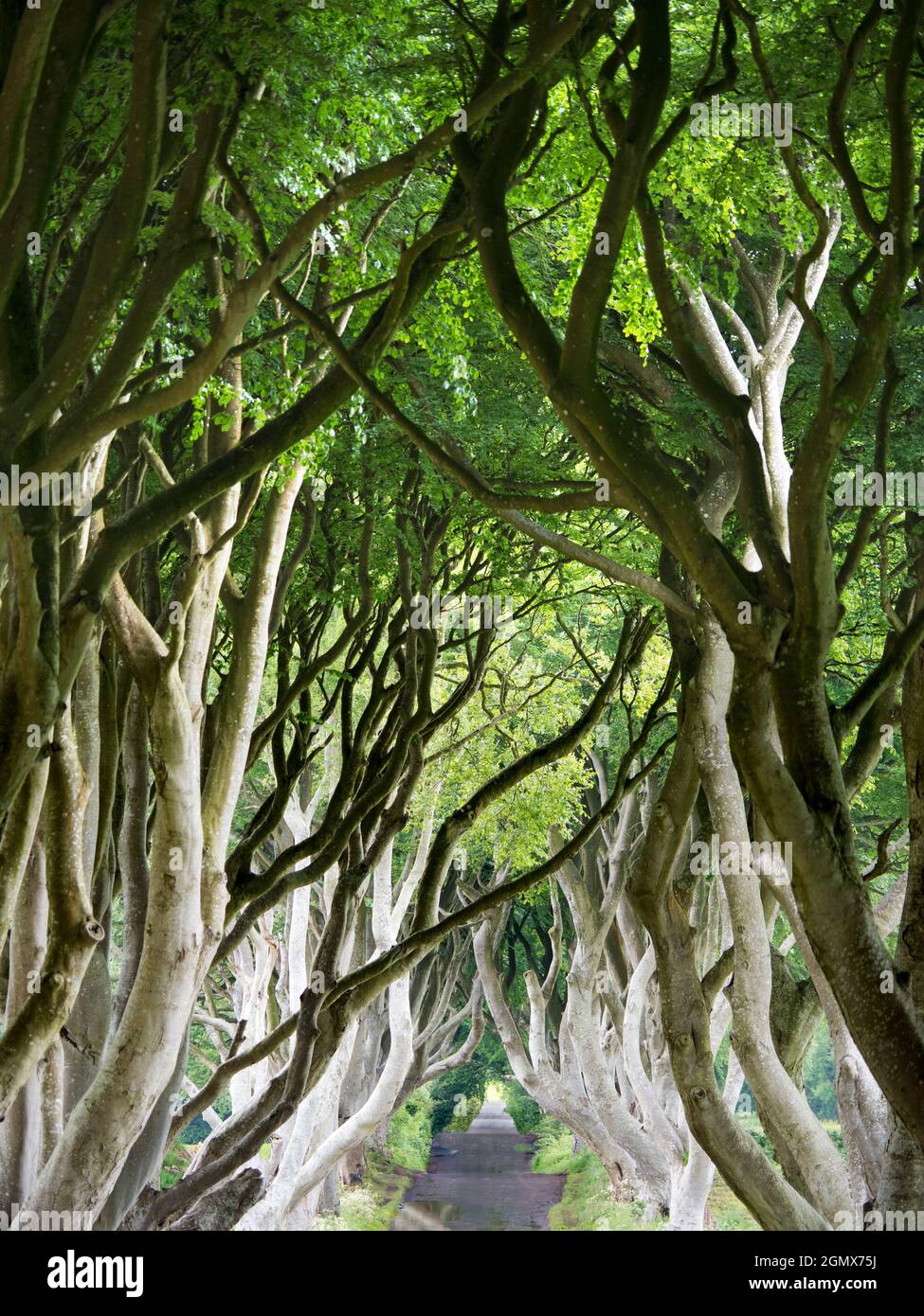 The Dark Hedges is a beautiful and mysterious avenue of beech trees in Ballymoney, Northern
