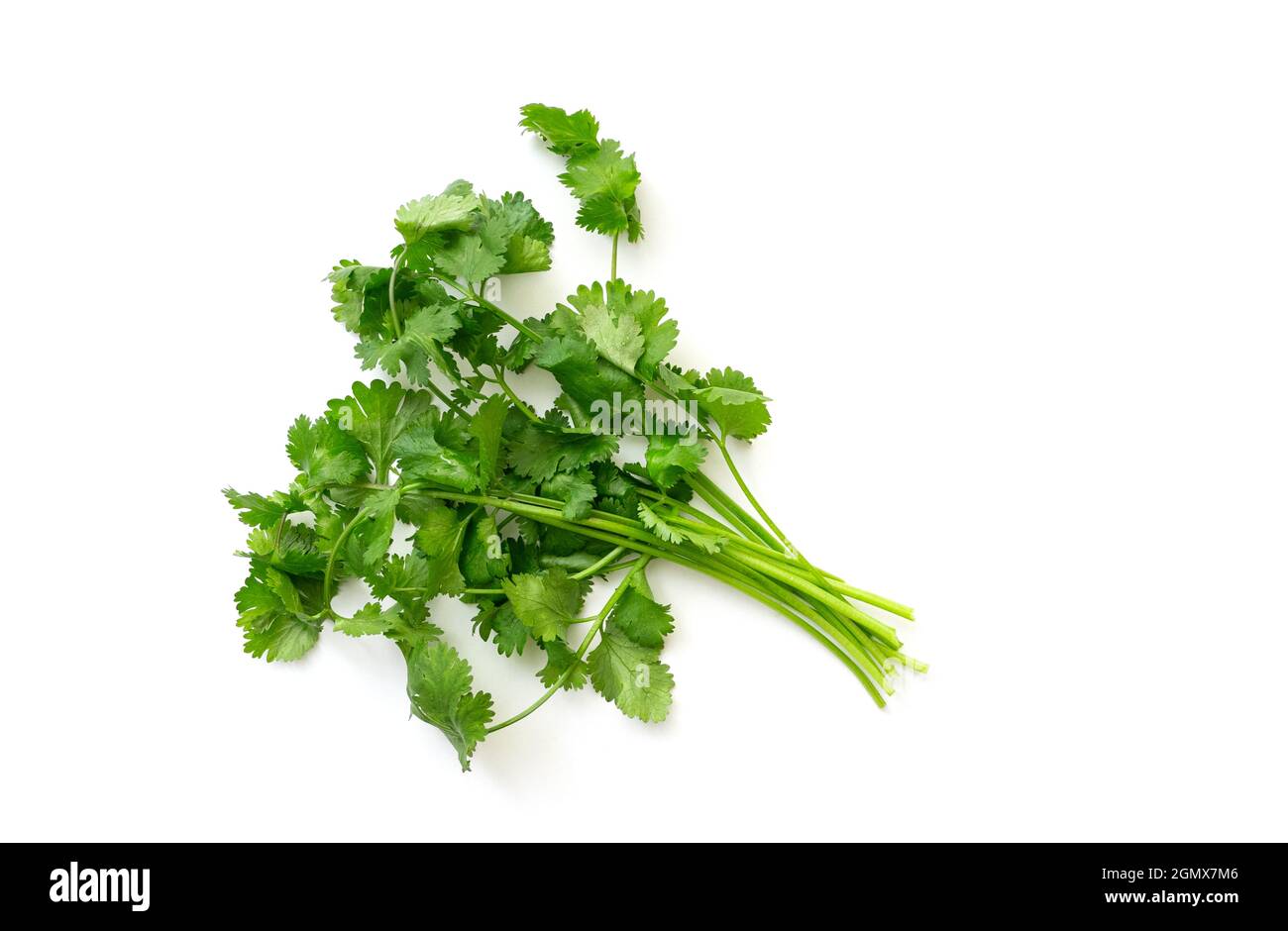 Bunch of green Cilantro isolated on white. Branch of Cilantro or Coriander, top view Stock Photo