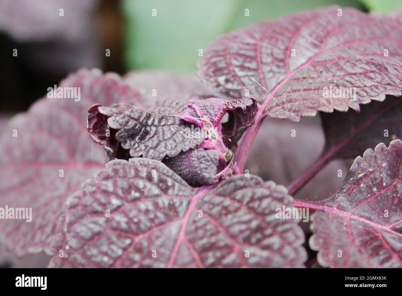 Bright purple coleus plant growing in the sunny summer garden Stock