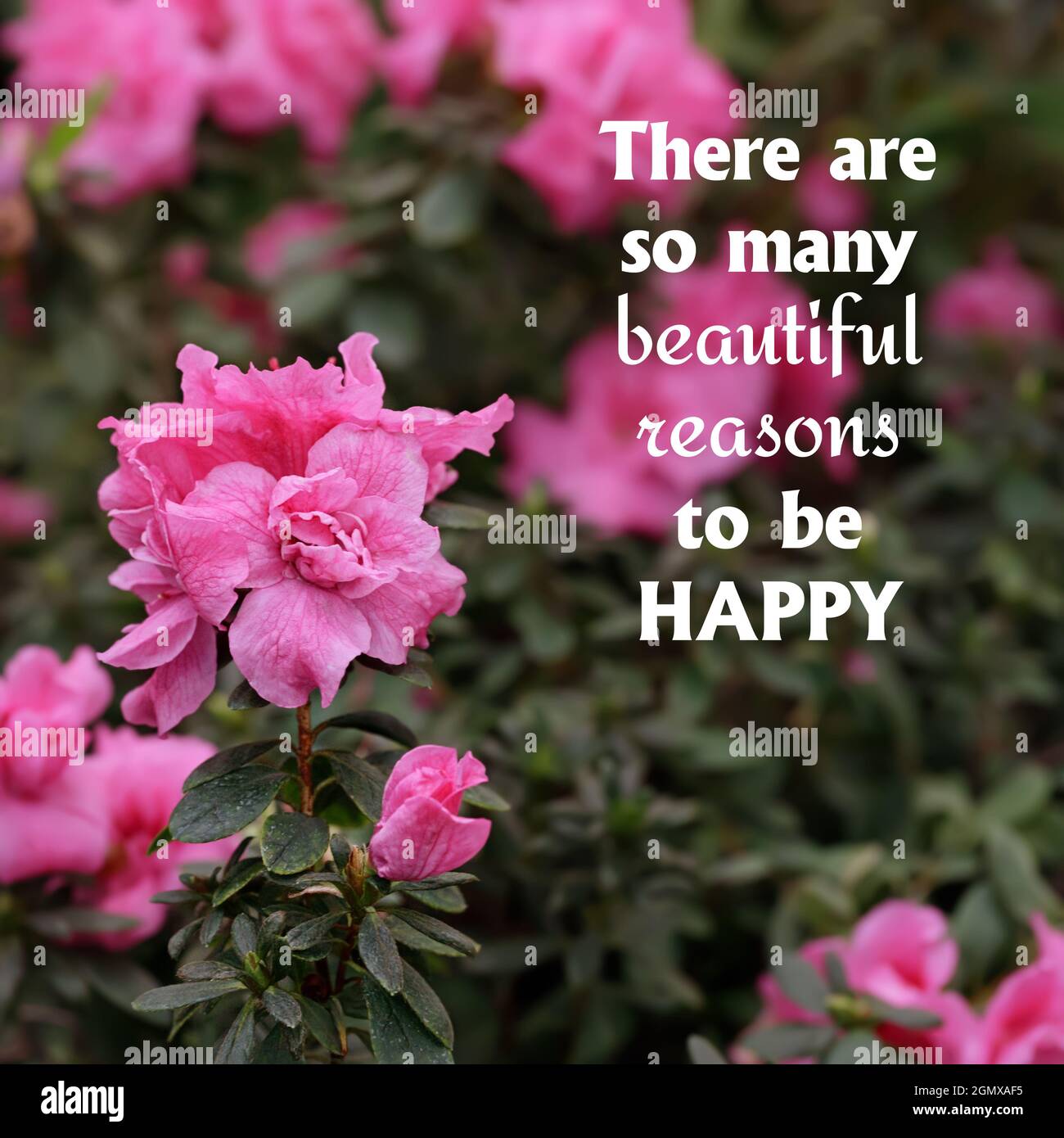 Positive quote about happiness on a background of flowers. There ...