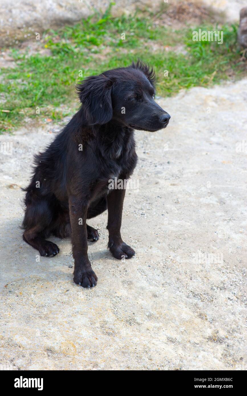 cute black dog sitting on the pavement Stock Photo - Alamy