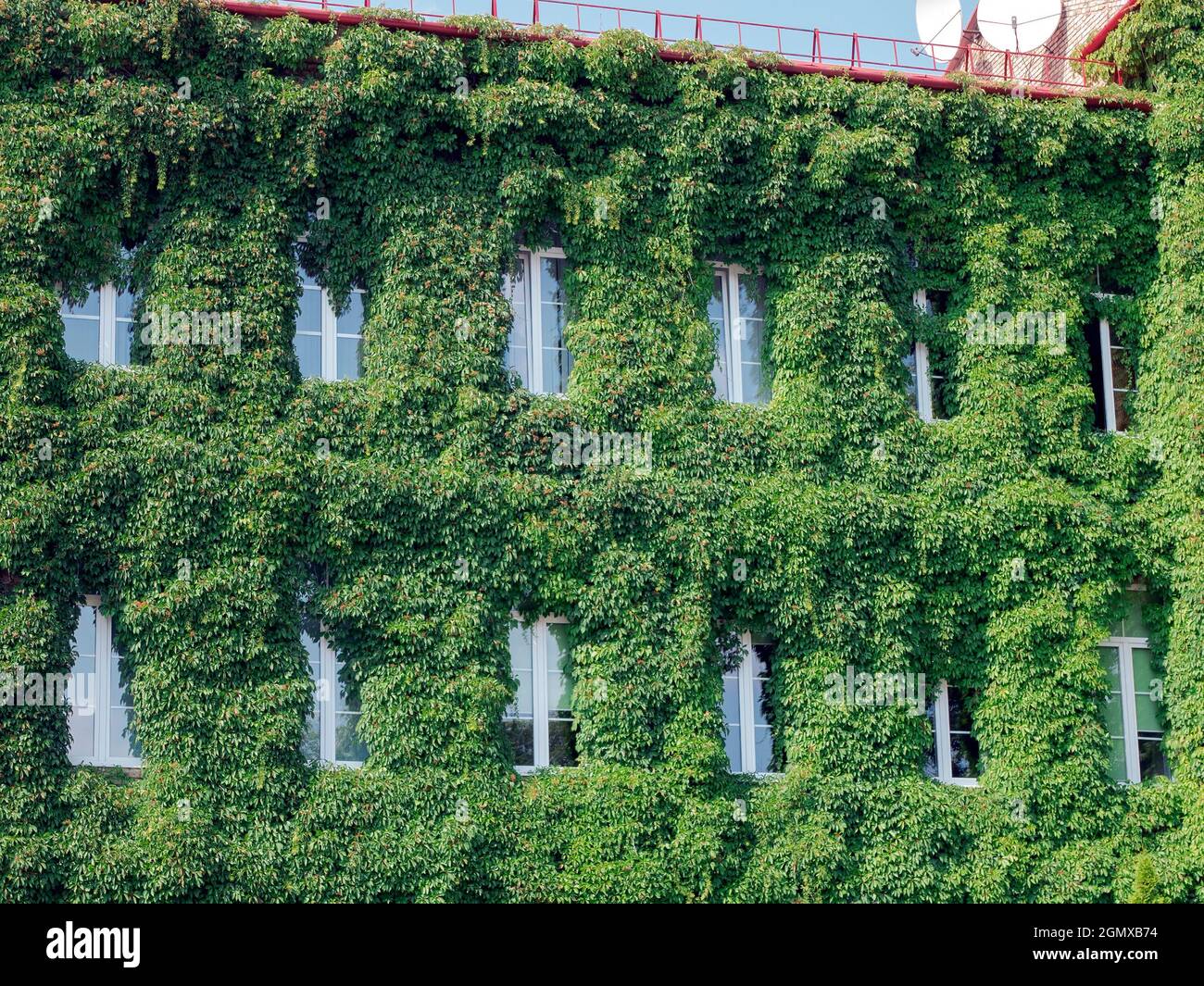 Growing plants on the facade of house. Concept of architectural planting. Climbing plant on the exterior surface of building. Vegetation on a building Stock Photo