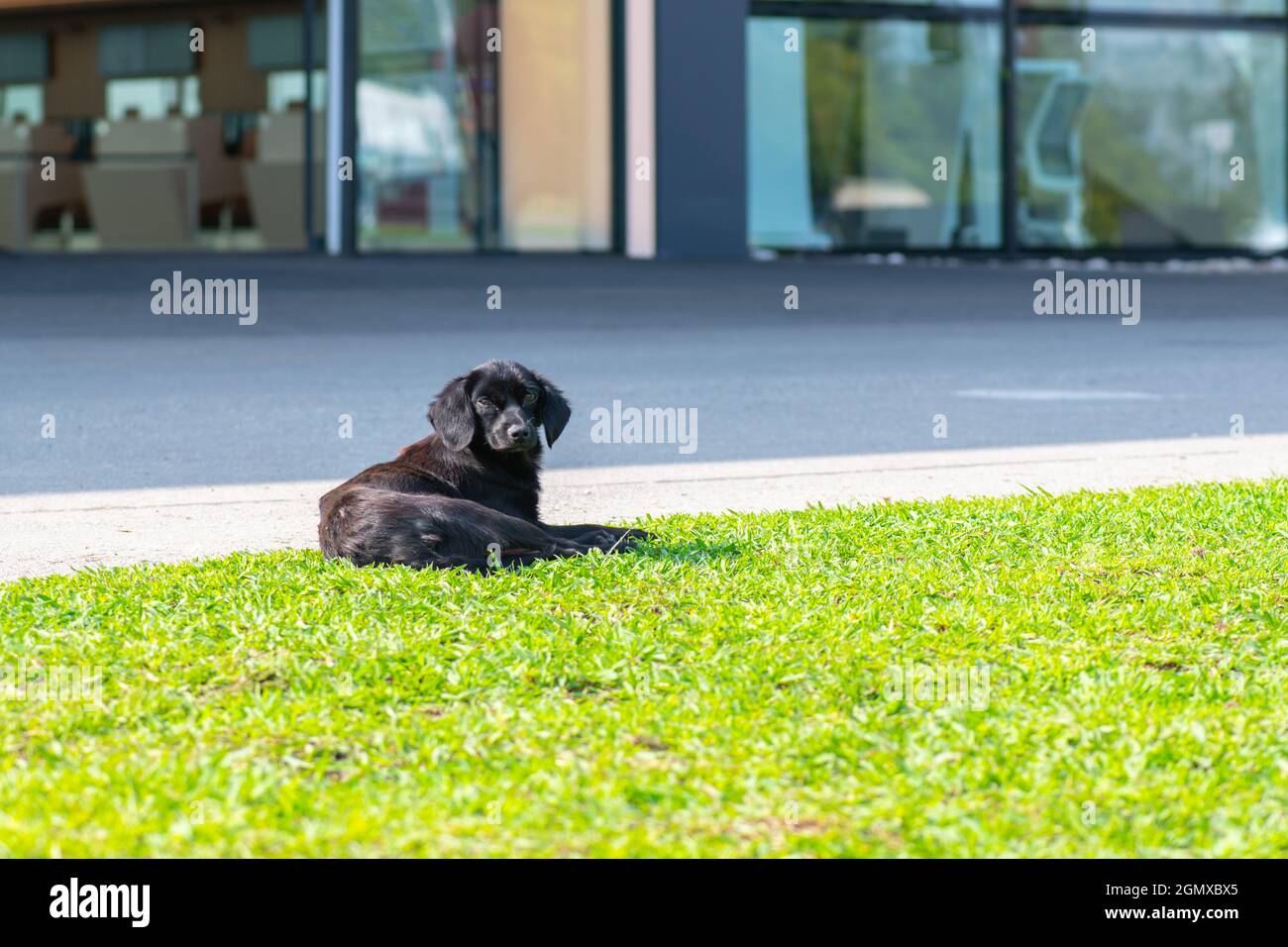 one black dog sleeps on the lawn Stock Photo - Alamy