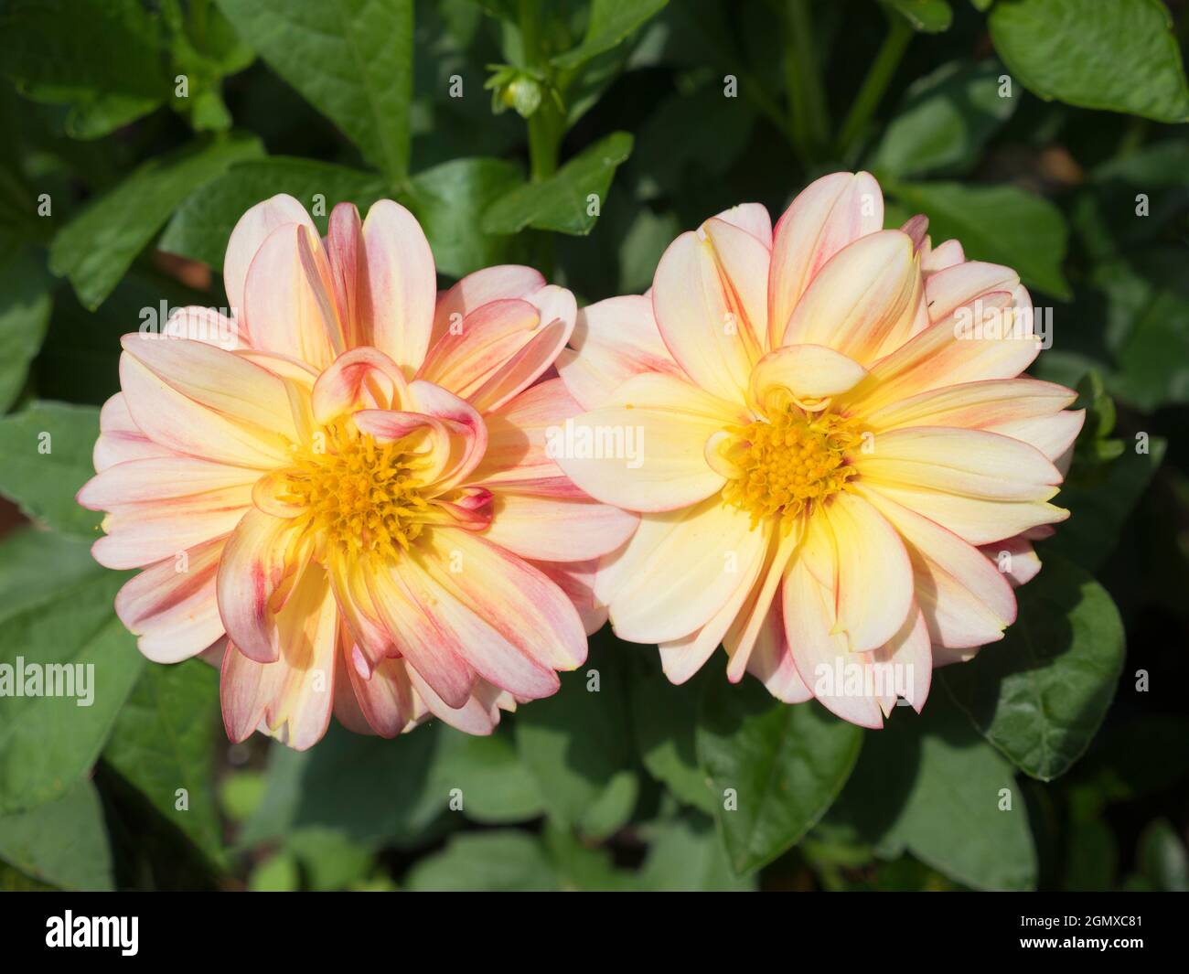Dahlias put on a fine show in our garden, in Radley Village Oxfordshire, in late August. Dahlia are a member of the Asteraceae famil; related species Stock Photo