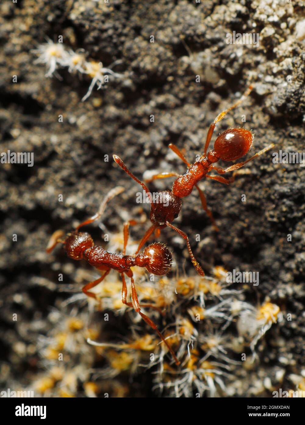 Red Ants Stock Photo