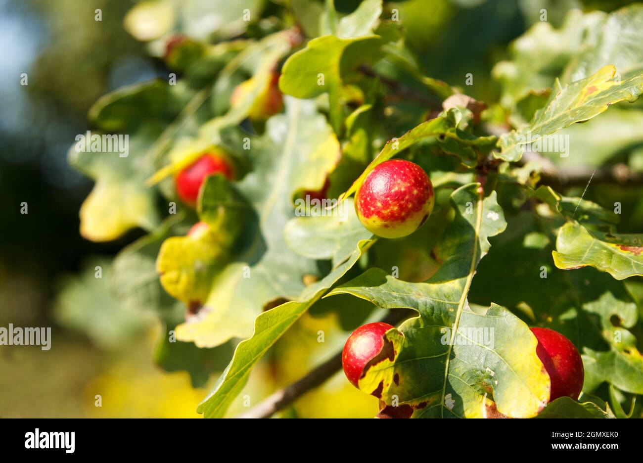 fruits of the pedunculate oak in the forest on sunny autumn day Stock Photo