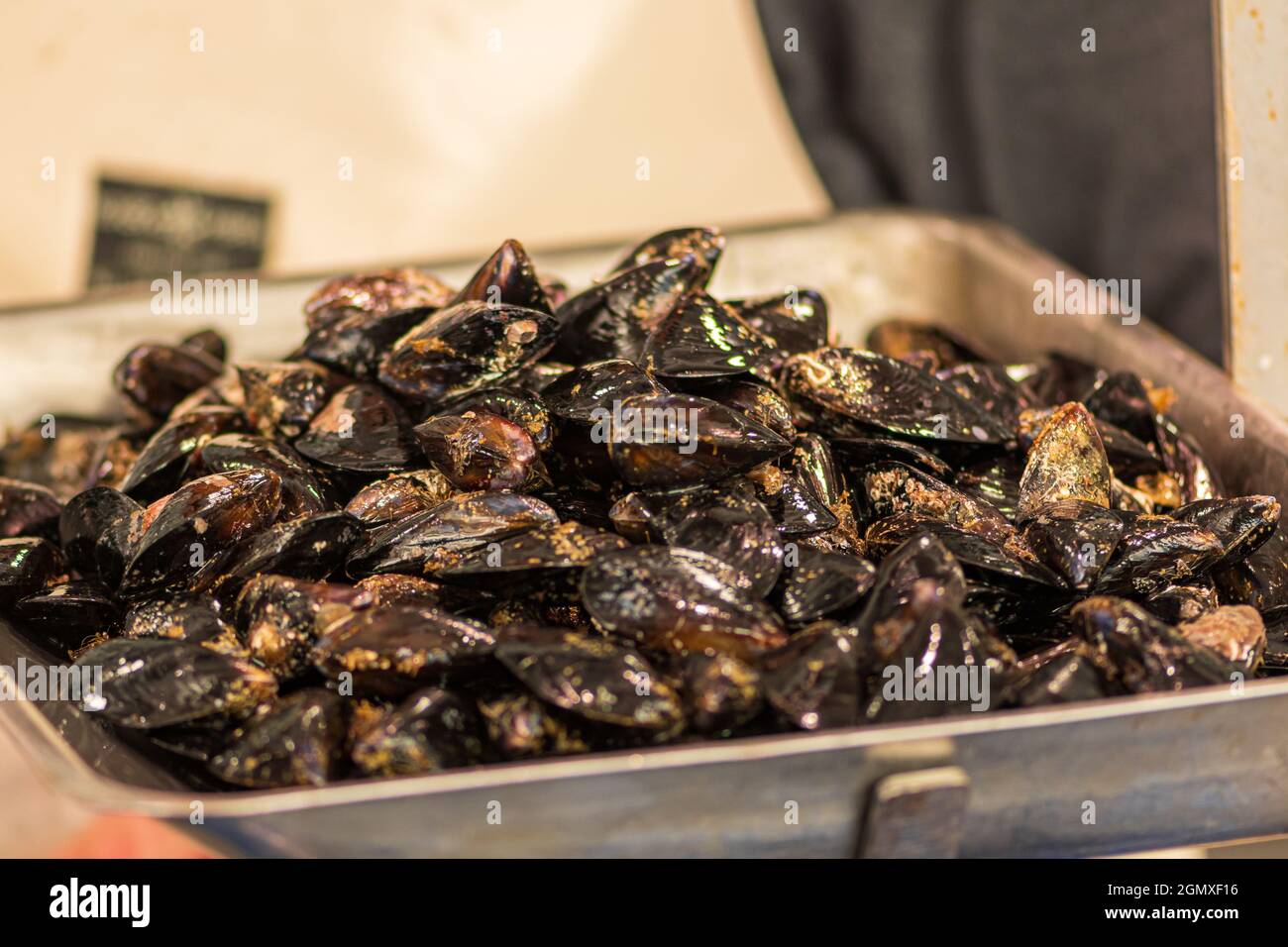 Fresh mussels mollusc on a scale in a fish market, sea fruits, sushi, close up Stock Photo