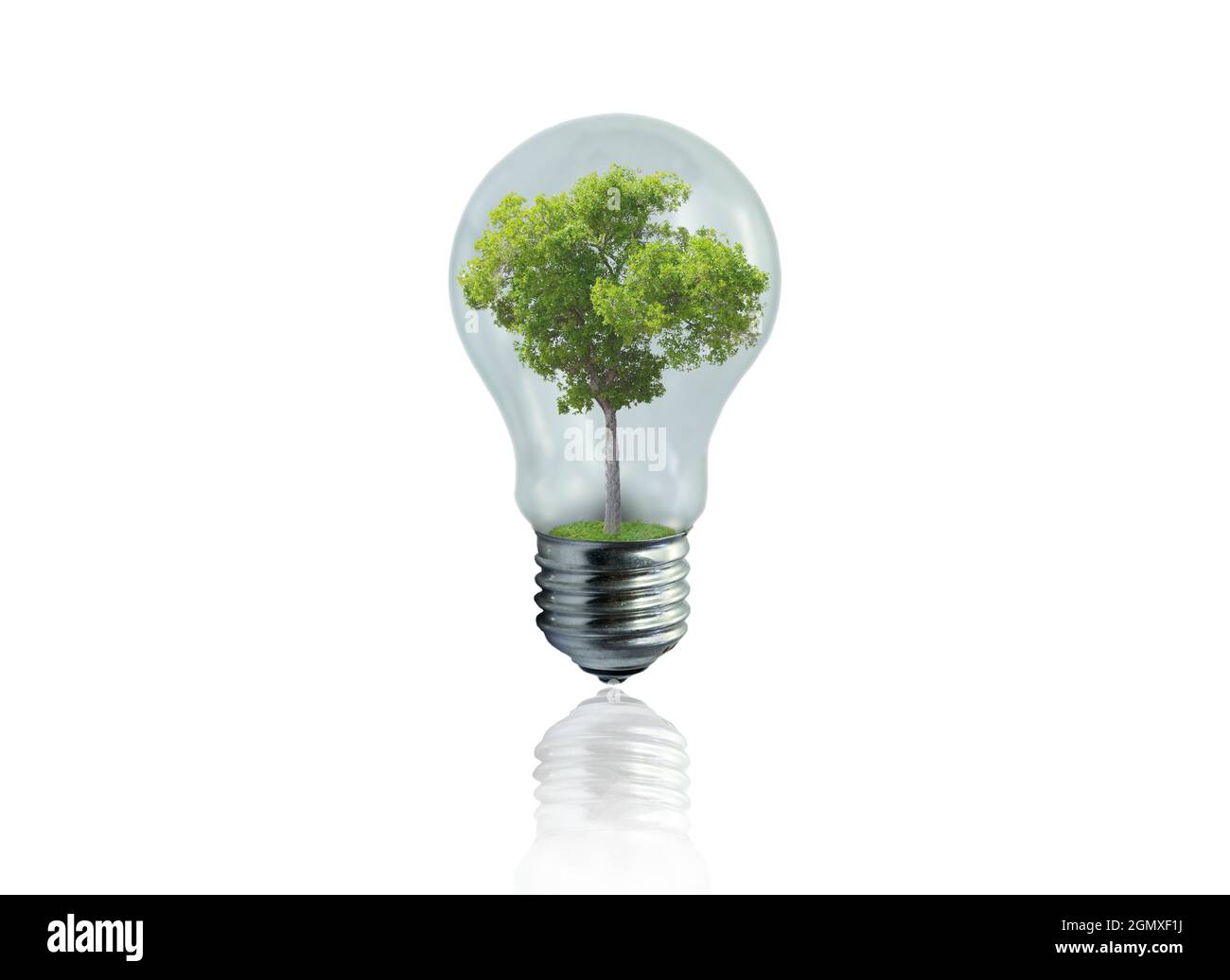 Light bulb with green tree inside isolated on white background. Green ...