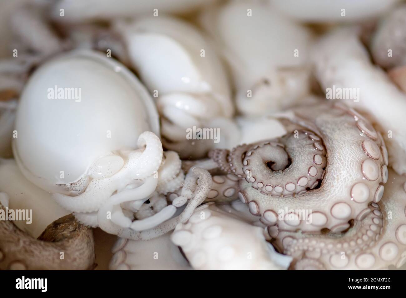 Tentacles of fresh raw octopus and cuttlefish in a plate ready to eat