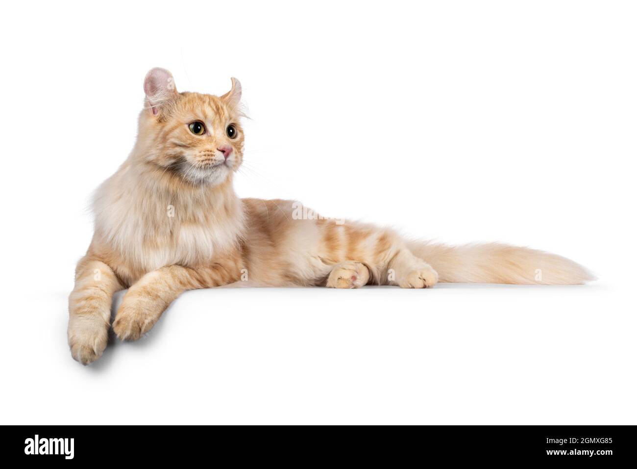 Handsome young adult American Curl Longhair cat, laying down side ways on edge. Looking away from camera showing the curled ears. isolated on a white Stock Photo