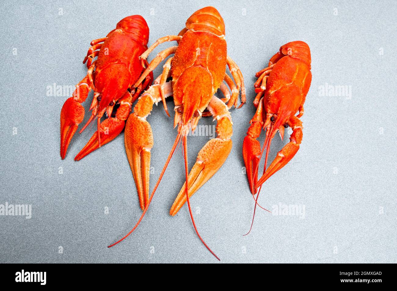 Freshwater Crayfish, flusskrebse Stock Photo