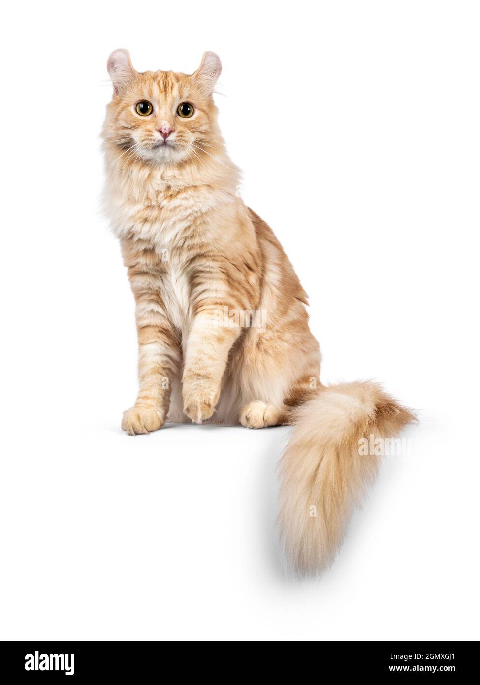 Handsome young adult American Curl Longhair cat, sitting up facing front with tail hanging down from edge. Looking straight into lens. Isolated on a w Stock Photo
