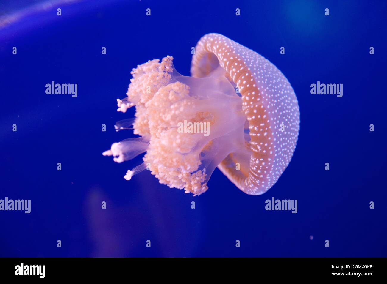 Phyllorhiza punctata is a species of jellyfish, also known as the floating bell, Australian spotted jellyfish or the white-spotted jellyfish. It is na Stock Photo