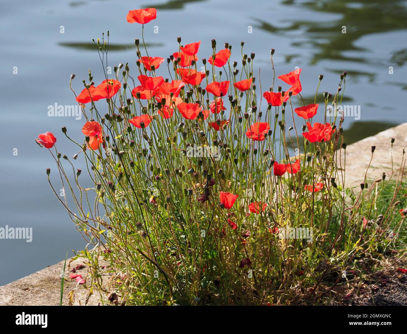 River Thames, Oxfordshire, England - 13 July 2019     Poppies are flowering plant in the subfamily Papaveroideae of the family Papaveraceae. They are Stock Photo