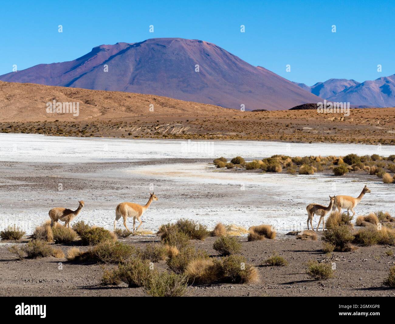 Guananco hi-res stock photography and images - Alamy