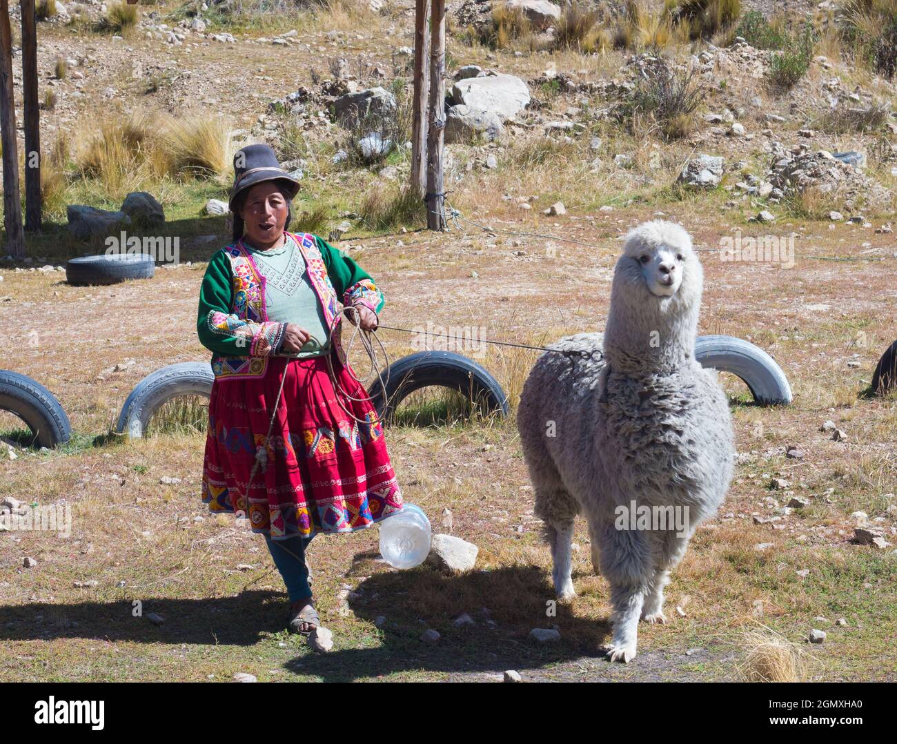 Cuzco, Bolivia - 16 May 2018 South America is home to several types of camelid; these are basically camel - relatives that weren't designed by committ Stock Photo