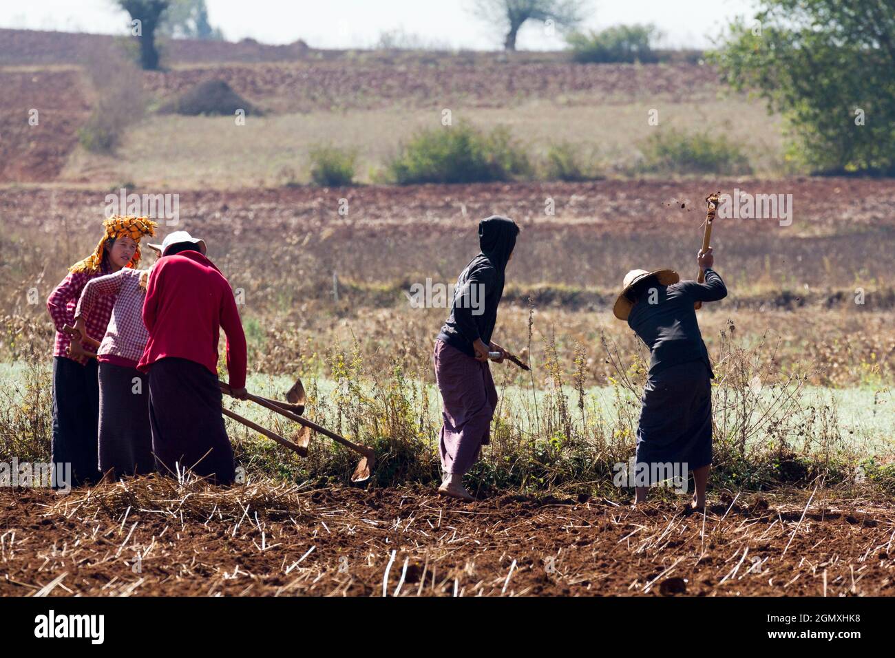 Pindaya, Myanmar 31 January 2013; A timeless scene of backbreaking manual labour. as farmers