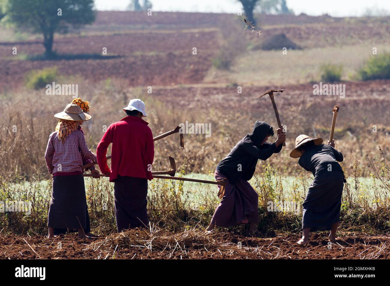 Pindaya, Myanmar - 31 January 2013; A timeless scene of back-breaking manual labour. as farmers break up soil in a field near the Buddhist Caves at Pi Stock Photo