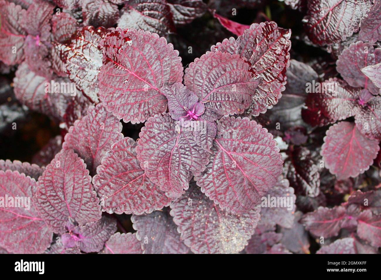 Bright purple coleus plant growing in the sunny summer garden Stock