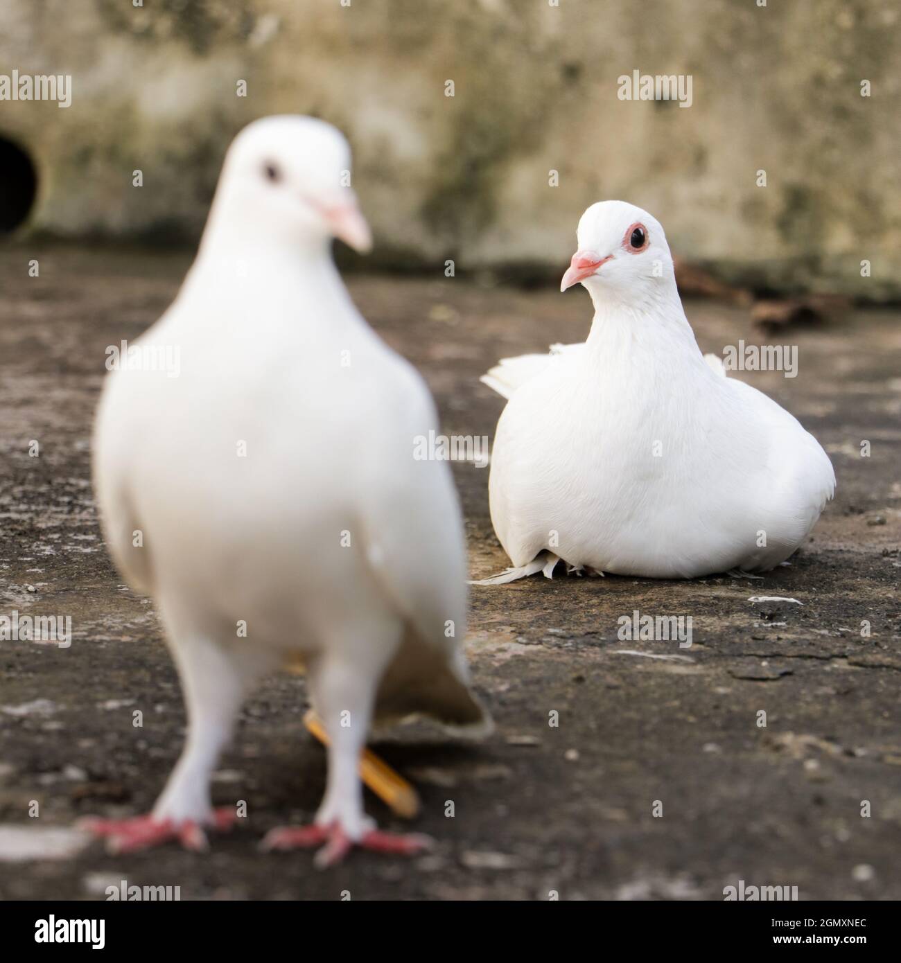 selectively focused photo of two white homing domestic pigeons, one standing in the front and the other sitting at the back during a bright morning Stock Photo