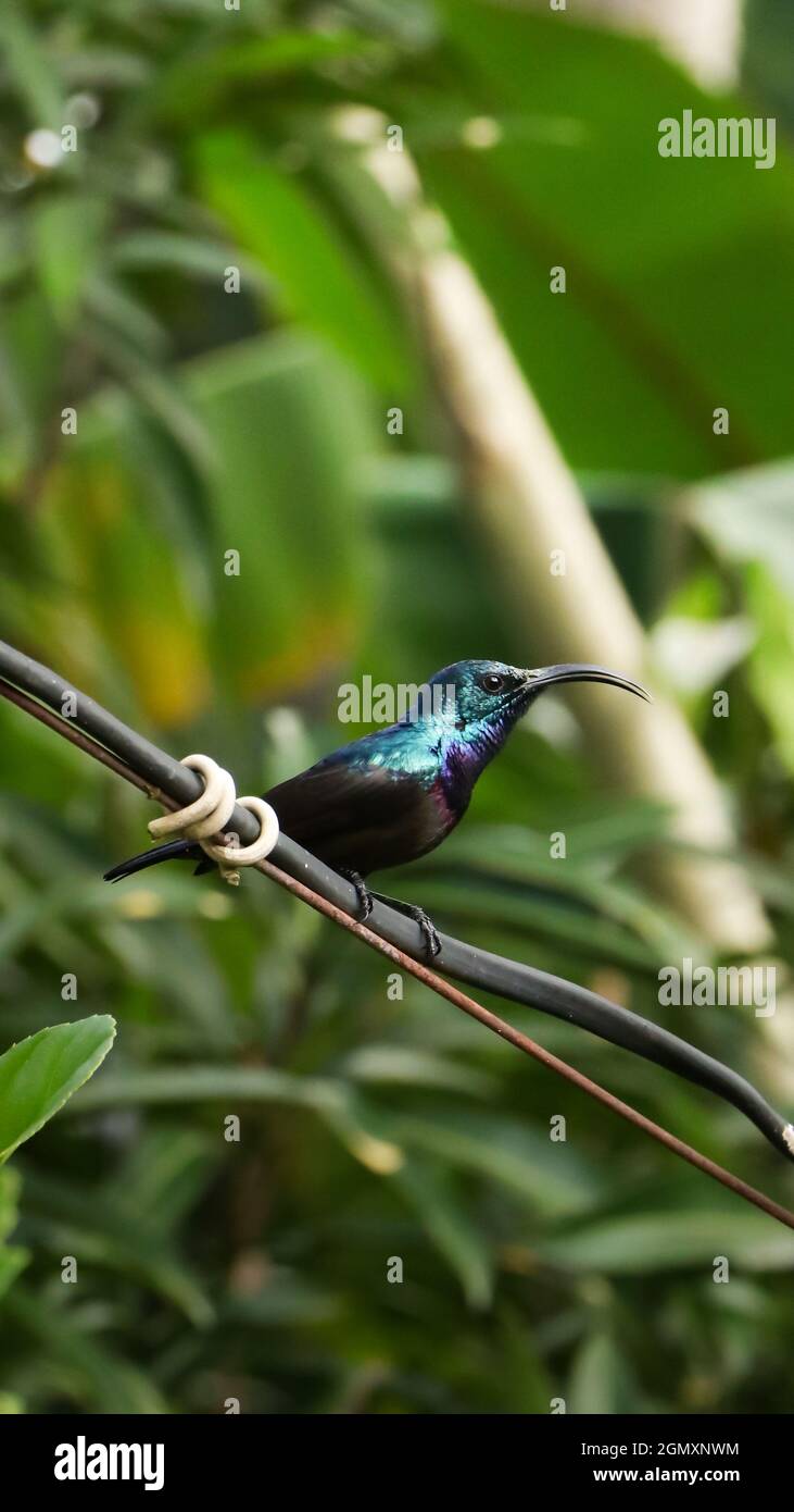 a male loten's maroon breasted purple sunbird with long curved beak perching on an electric power connection wire during a hot summer day Stock Photo