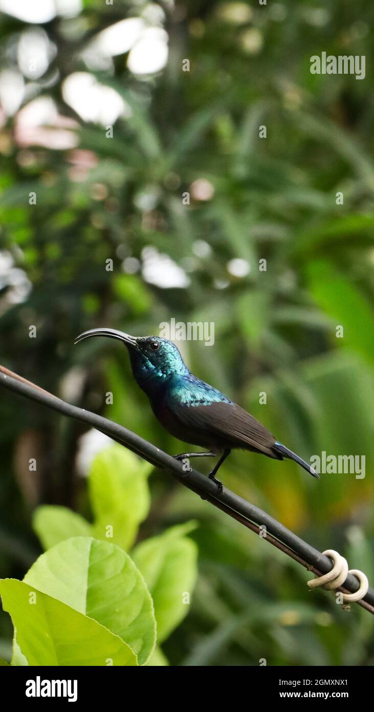 a male loten's long billed and maroon breasted purple sunbird walking over an electric power line wire during a hot summer afternoon Stock Photo