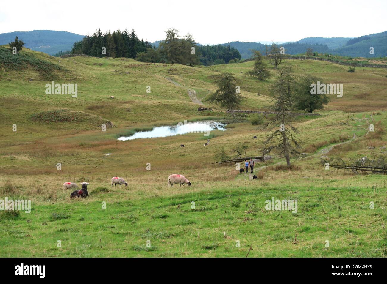 A couple walk with their dogs past Wise Een Tarn, Claife, near Hawkshead, Lake District, UK. Sheep grazing in foreground. Stock Photo