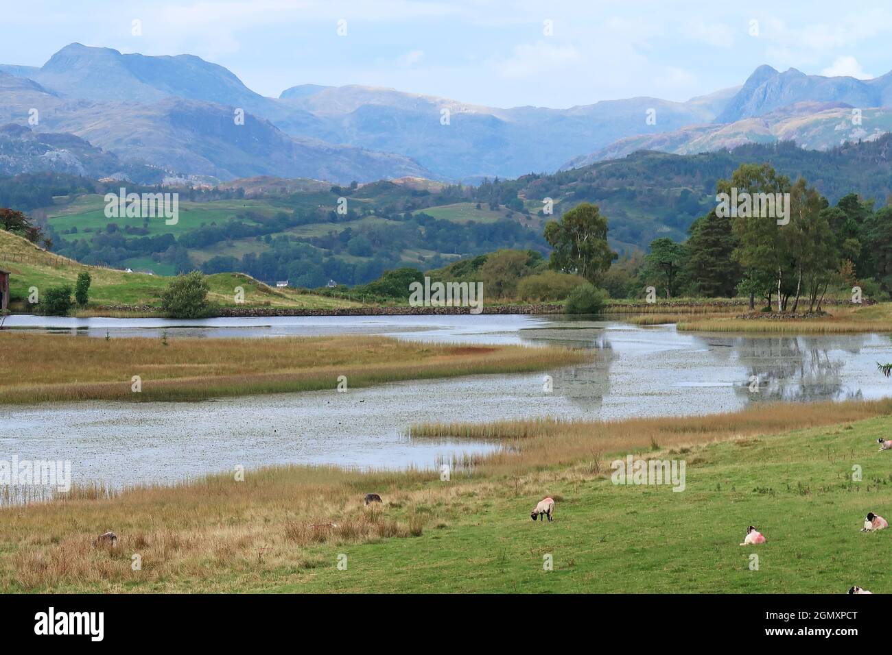 View over Wise Een Tarn, Claife, near Hawkshead, Lake District, UK. Shows Old Man of Coniston and Langdale peaks beyond. Stock Photo
