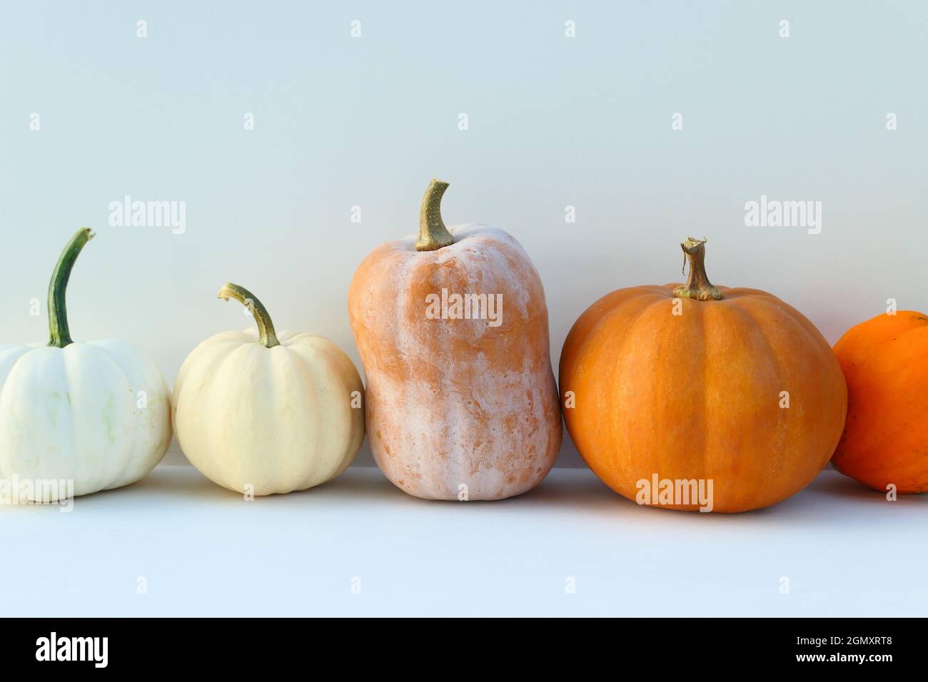 Pumpkins autumn background. Different pumpkin varieties. Stock Photo