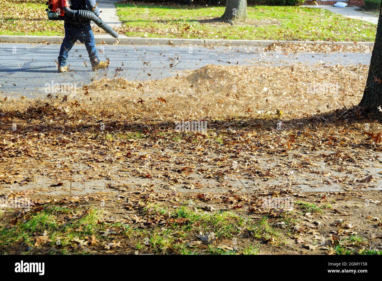 Blowing off leaves falling from trees in man using a blower, a cleaner works Stock Photo