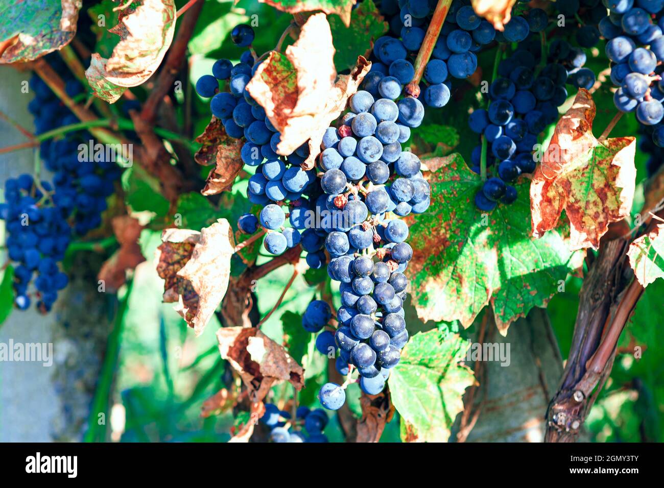 Zinfandel wine grape . California vineyards with Primitivo Grapes Stock