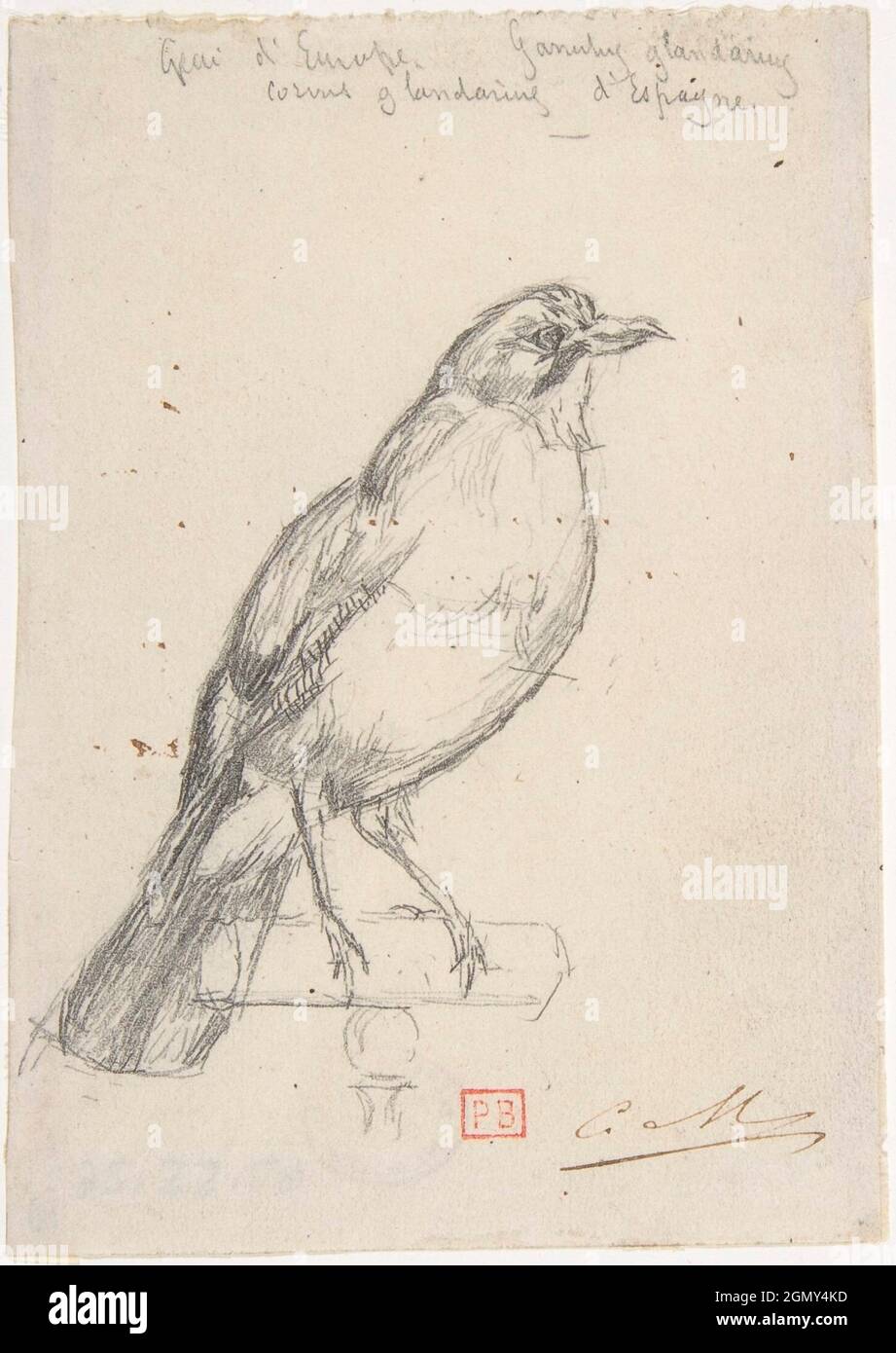 A European Jay. Artist: Charles Meryon (French, 1821-1868); Date: ca. 1863; Medium: Graphite; Dimensions: 3 13/16 x 2 11/16 in. (9.7 x 6.8 cm); Stock Photo