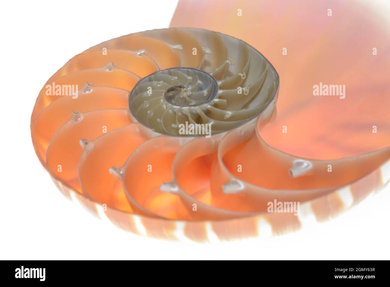 Nautilus Pompilius Living Fossil Mollusca Chambered Nautilus Shell Cutaway Isolated On White Shell Pearl Nautilus Fibonacci Section Spiral Pearl Sy Stock Photo Alamy