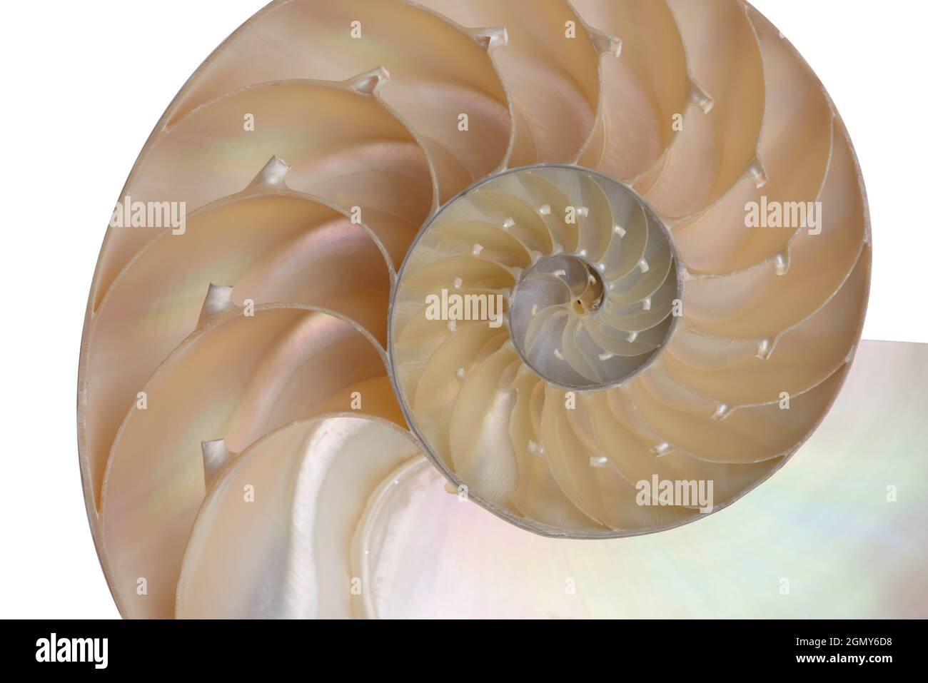 Nautilus Pompilius Living Fossil Mollusca Chambered Nautilus Shell Cutaway Isolated On White Shell Pearl Nautilus Fibonacci Section Spiral Pearl Sy Stock Photo Alamy