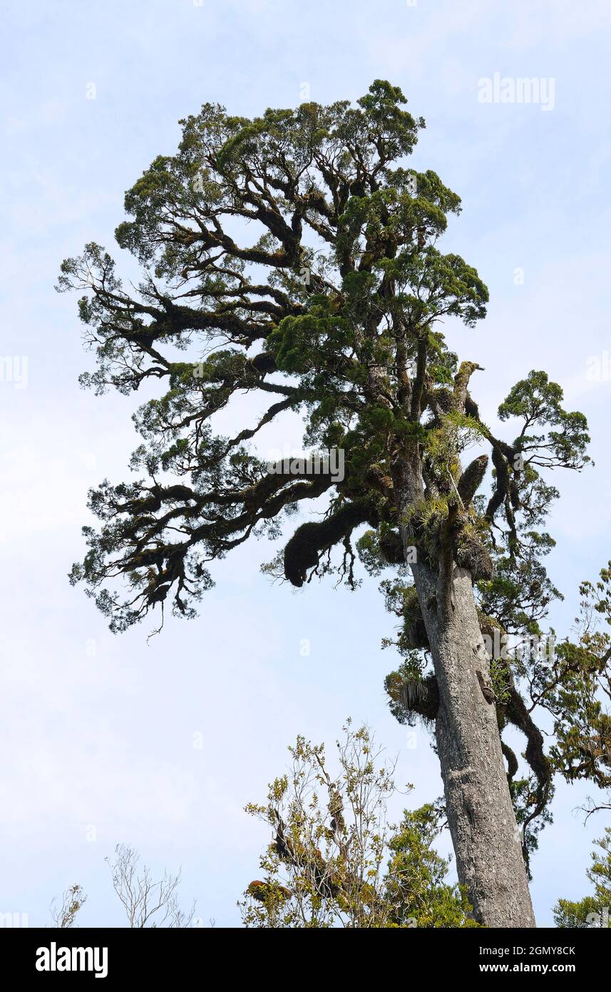 Kahikatea tree; many epiphytes, nature, coniferous, Dacrycarpus dacrydioides, evergreen, tallest native tree in New Zealand, Fern Forest; Ship Creek; Stock Photo