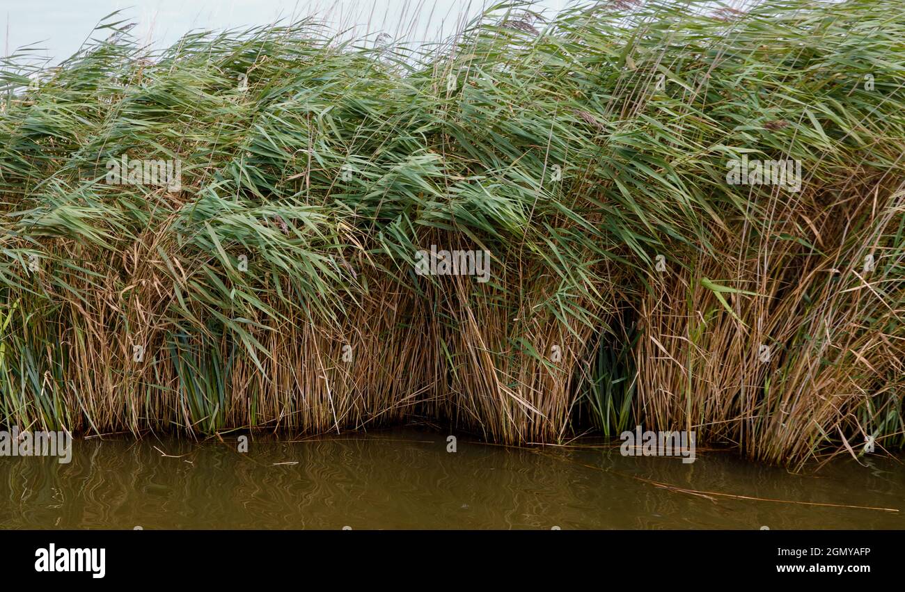 Reeds in the Norfolk broads. Stock Photo