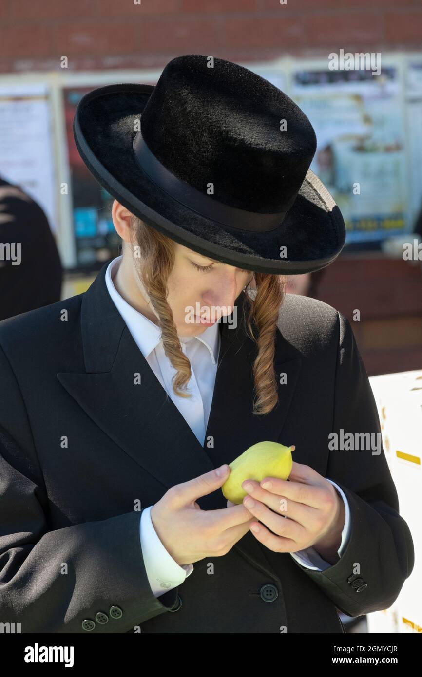 A Hasidic Jewish young man with long peyus examines an esrog which is used on the Sukkos holiday. In Williamsburg, Brooklyn, New York. Stock Photo