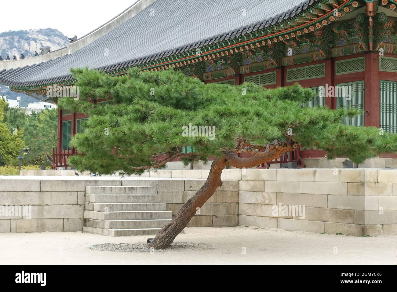 Close up of Korean Red Pine Tree in front of Pavilion at The National