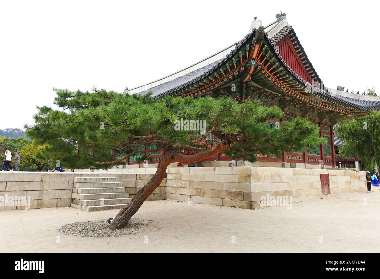 Korean Red Pine Tree in front of Pavilion at The National Folk Museum and Gyeongbokgung Palace of Korea Stock Photo