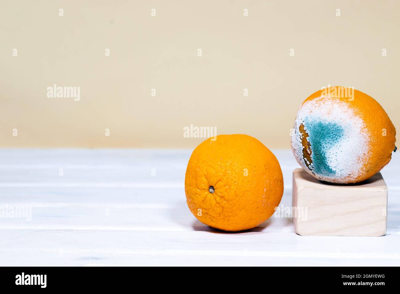 Rotten Moldy Oranges. A photo of the growing mold. Wooden podium. Spoiled fruit. Meal leftovers. Copy space. Stock Photo