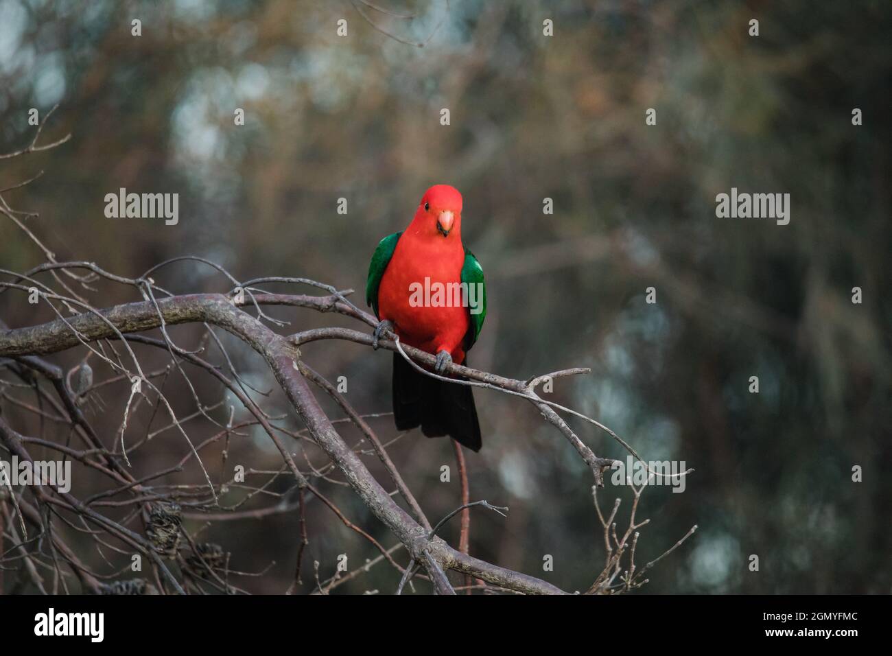Australian King Parrot Perched in tree Stock Photo