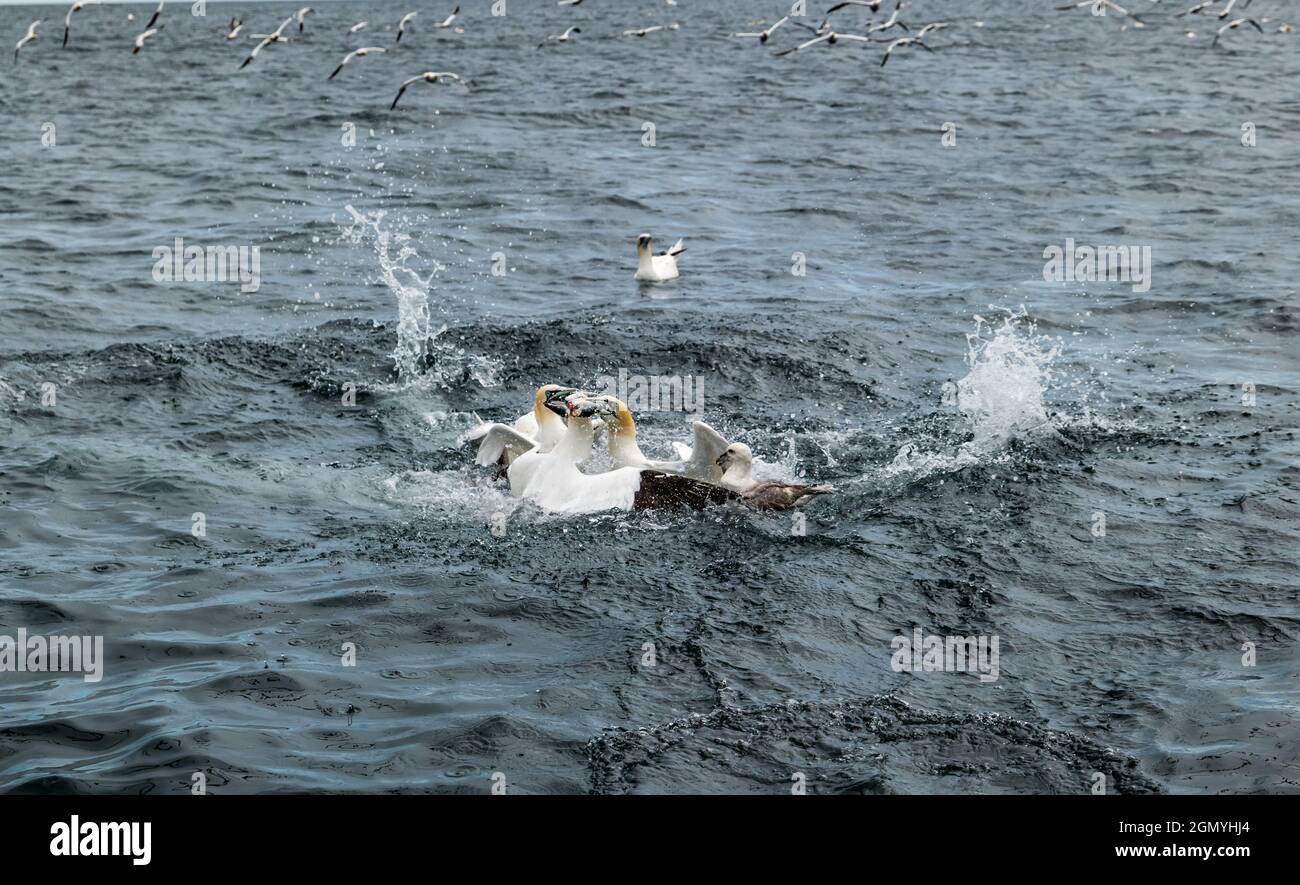 Northern gannets (Morus bassanus) and a fulmar (Fulmarus glacialis) fighting and diving for herring fish in Firth of Forth, Scotland, UK Stock Photo