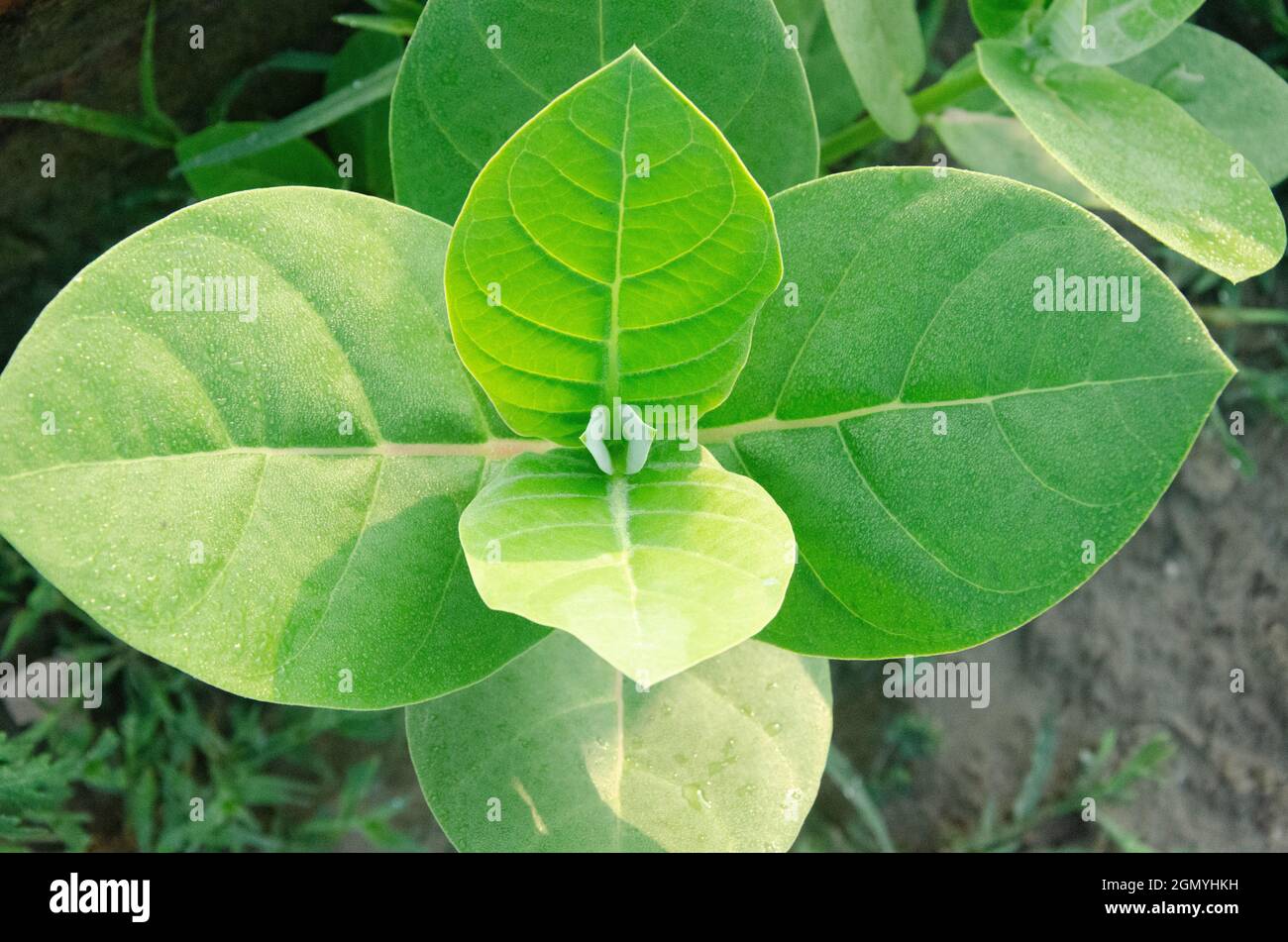 Selective focus on CALOTROPIS PROCERA plant isolated with blur background in morning sun light in park. White flowers, green leaves and fruits. Stock Photo