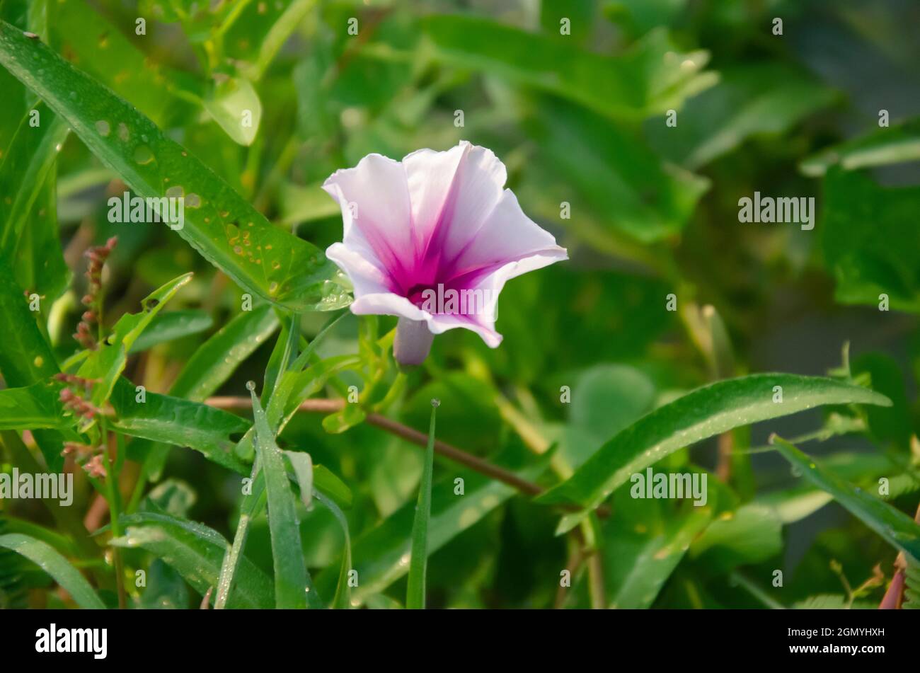 Selective focus on pink WATER SPINACH flower with green leaves isolated with green blur background in the morning sunlight in the garden. Stock Photo