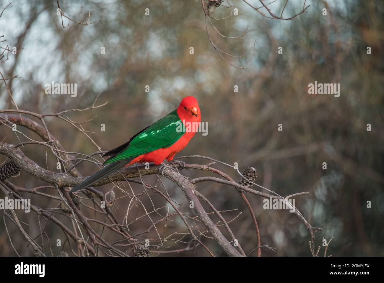 Australian King Parrot Perched in tree Stock Photo