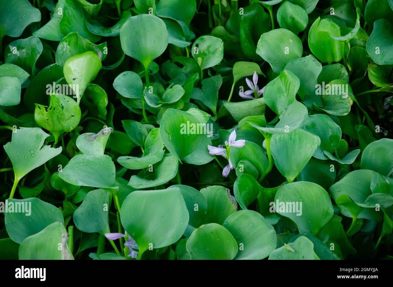 Selective focus on HETERANTHERA RENIFORMIS plant with leaves on the water in morning sunlight. Water plant. Stock Photo