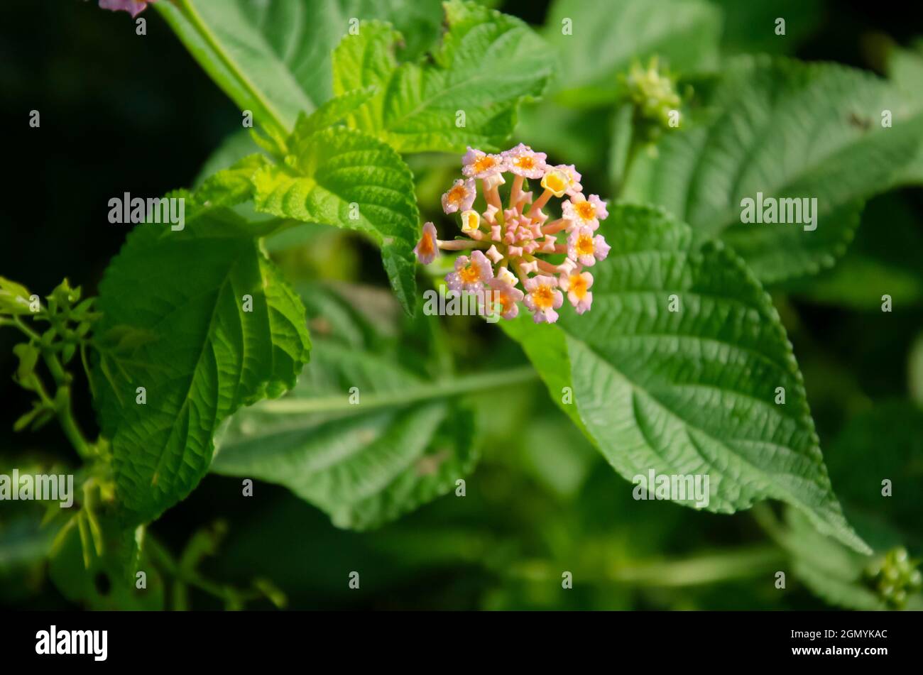 Selective focus on beautiful LANTANA CAMARA flower with green leaves isolated with dark green blur background. Morning view in garden. Commonly known Stock Photo
