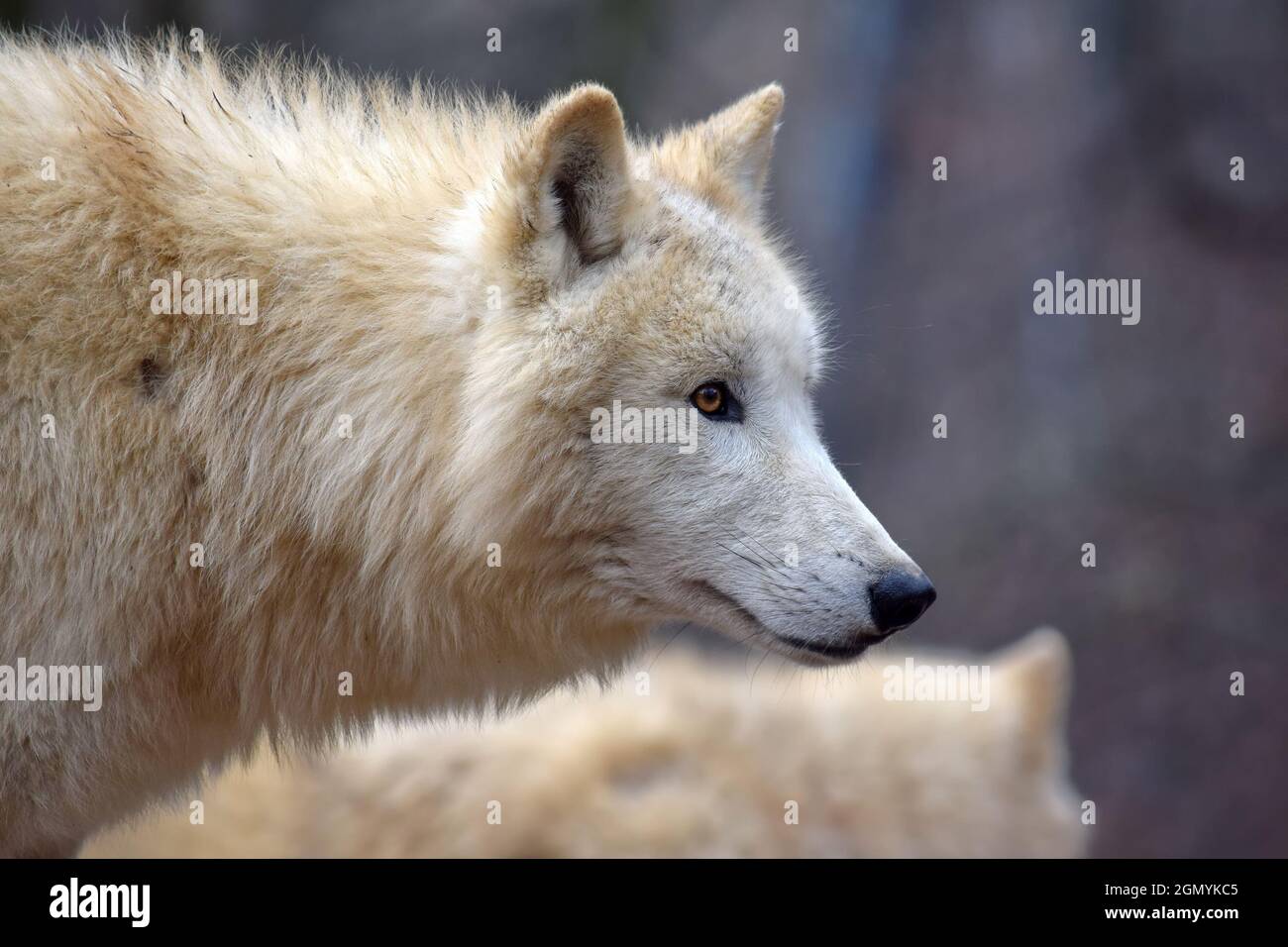 Wolf nose close up hi-res stock photography and images - Page 3 - Alamy Wolf nose close up hi-res stock photography and images - Page 3 - Alamy