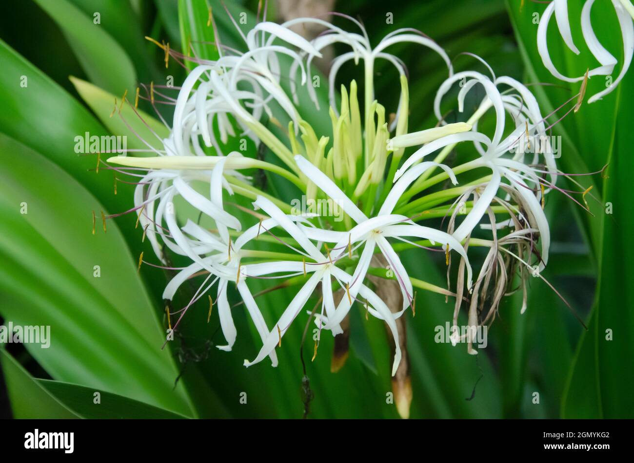 Selective focus on CRINUM ASIATICUM OR GIANT LILY plant with flower and green leaves isolated with blur background in the morning sun light in the par Stock Photo