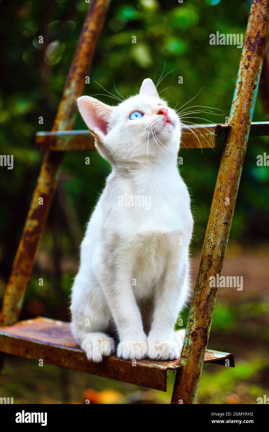 A white kitten sits on a ladder in the garden on a sunny summer day and ...
